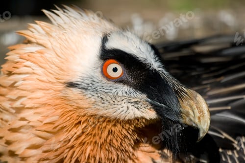 Preview: Lammergeier's Specimen