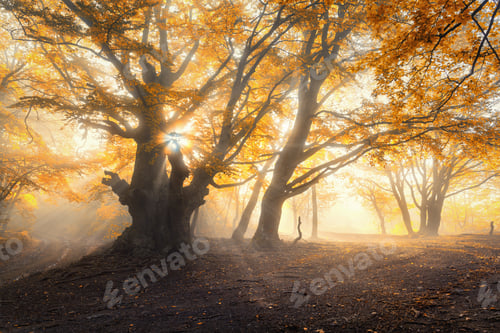 Preview: Magical old tree with sun rays in the morning