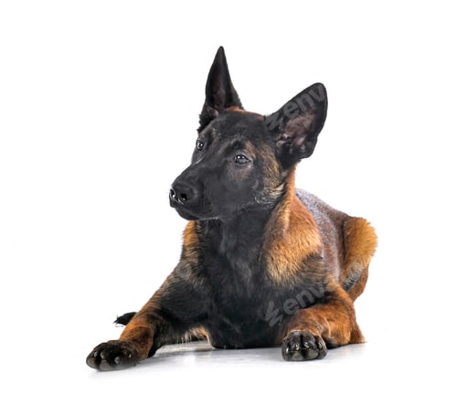Preview: puppy malinois in studio