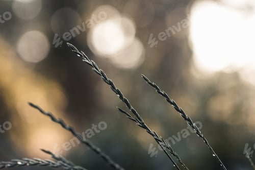 Preview: Fresh forest of grass in drops of morning dew sparkling in the sunlight