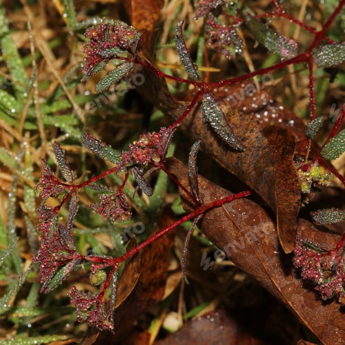 Preview: Water Droplets On Green Weeds - Macro Photograph Of Many Tiny Water Droplets Of Dew On A Particular
