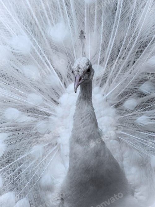 Elegant White Peacock Displaying its Beautiful Plumage