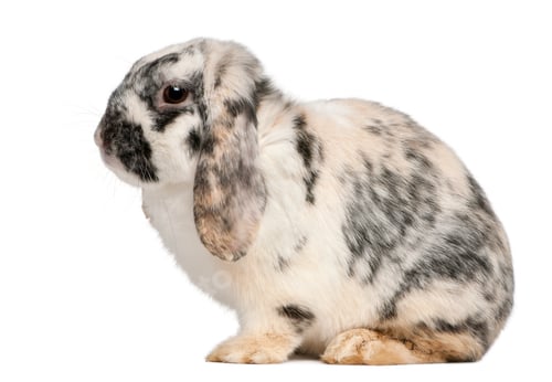 Preview: Tri Color Spotted French Lop rabbit, 2 months old, Oryctolagus cuniculus