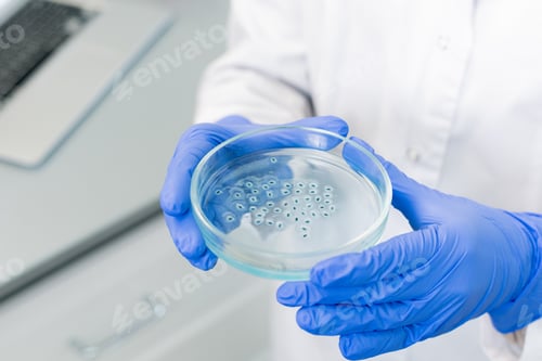 Preview: Gloved hands of scientific researcher holding petri dish with group of bacteria