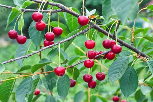 Preview: Cluster of ripe red sweet cherries hanging on cherry tree branch with green leaves. Summer nature