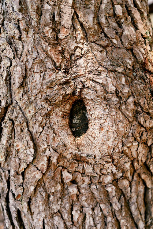Preview: Brown bark of an old olive tree with a knot hole