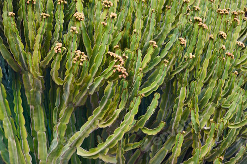 Preview: Huge cactus background. Green plant natural flora. Botanical garden