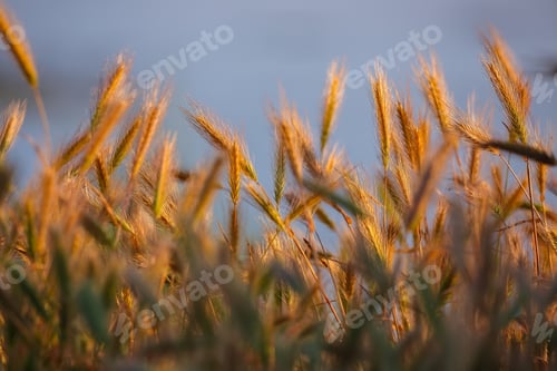 Preview: Amazing summer background golden wheat ears in sunlight.