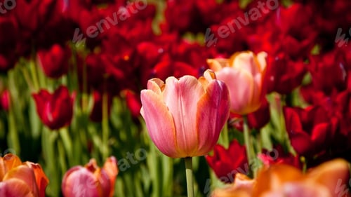 Preview: Tulips, petal, lovely, wallpaper, background