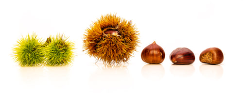 Preview: Ripe chestnuts close up with copy space. Raw Chestnuts for Christmas Autumn time