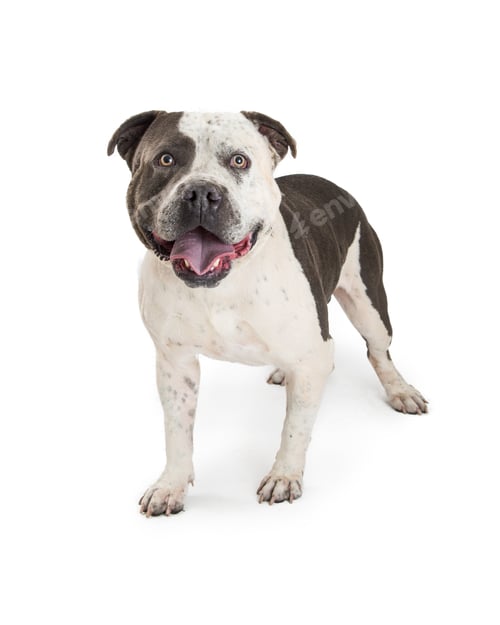 Preview: American Staffordshire Terrier Purebred Dog
