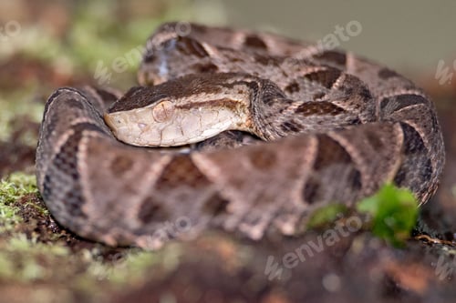 Preview: Closeup of Deinagkistrodon snake slithering on green mosy rock on blur background