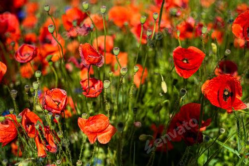 Preview: Poppy flowers macro