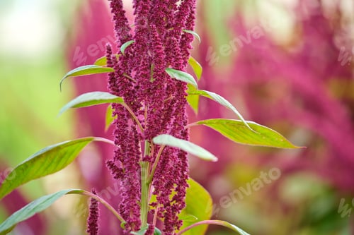 Preview: Indian red amaranth plant growing in summer garden.