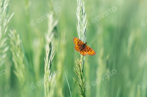 Preview: Butterfly - Dark Green Fritillary, Argynnis aglaja