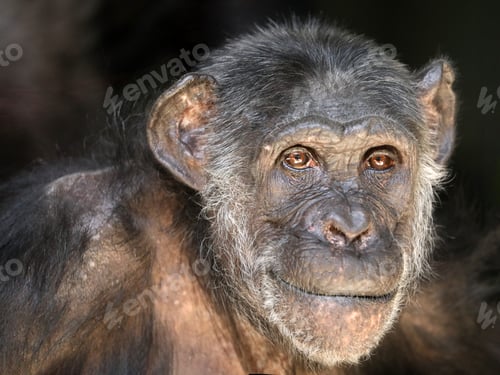 Preview: Close up portrait of black Chimpanzee