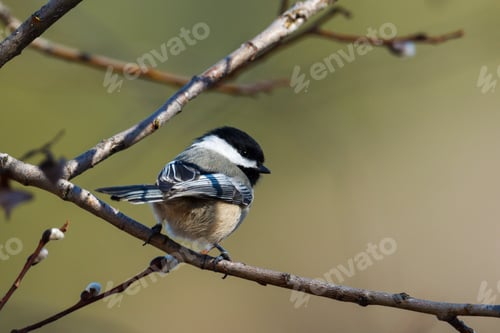 Preview: Perched black capped chickadee.