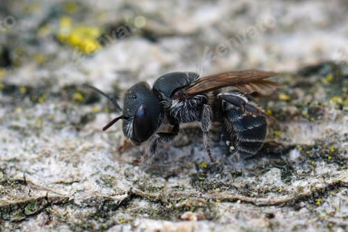 Preview: Closeup of the dark black colored female of the Blue mason bee (Osmia caerulescens) sitting on wood