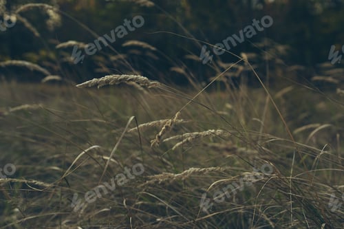 Preview: woman in a sundress on a field with wheat countryside lifestyle