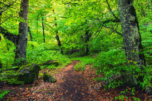 Preview: Path in the green forest