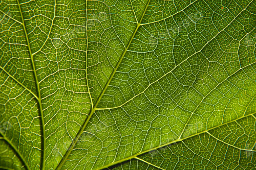 Preview: Green leaf close-up
