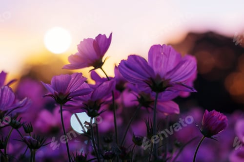 Preview: Purple cosmos with sun set