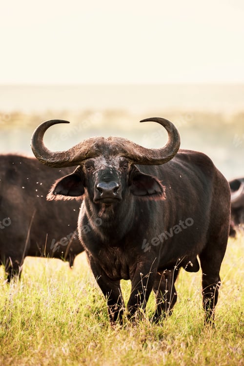 Preview: African Buffalo (Syncerus caffer aka Cape Buffalo) at El Karama Ranch, Laikipia County, Kenya