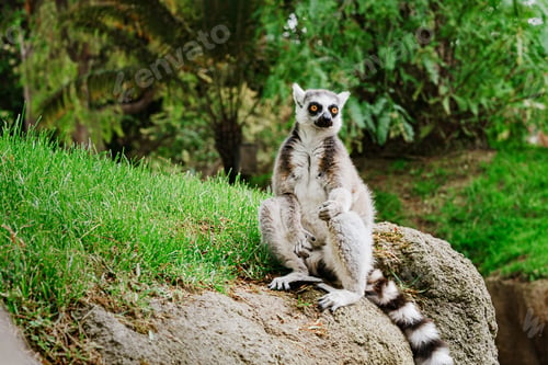 Preview: Curious Lemur Sitting on Rock With Raised Posture
