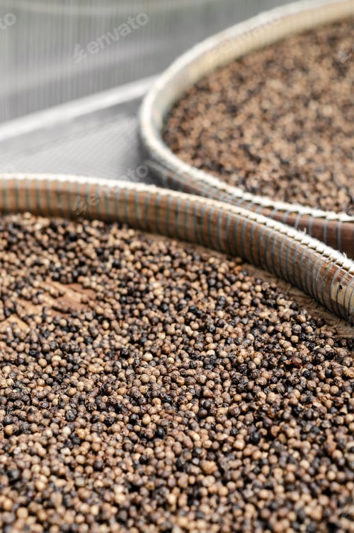 Preview: trays of kampot organic pepper in drying room in cambodia