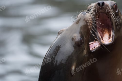 Preview: Closeup shot of two growling seals fighting with their heads