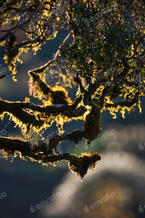 Preview: Lichens tree branches in the Montane cloud forest of the Horton Plains backlit morning light.