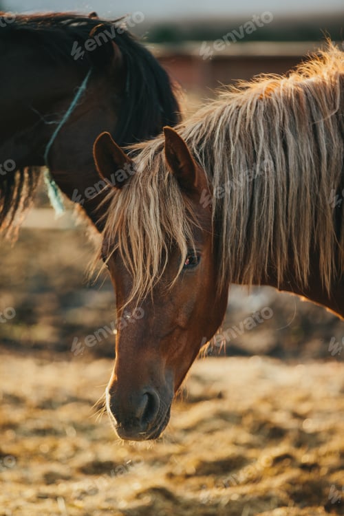Preview: Portrait of working horses in a paddock at sunset. Horses rest after work.