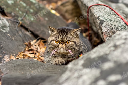 Preview: striped exotic shorthair cat sits on gray stone and is afraid to go outside