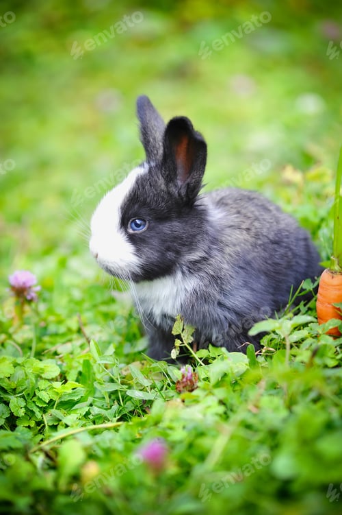 Preview: Funny baby rabbit in grass