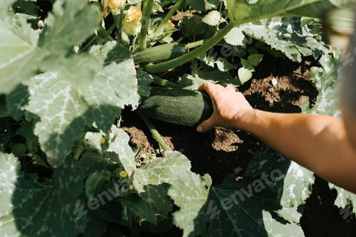 Preview: Close-up woman farmer harvesting in vegetable garden, female hand holding zucchini outdoors, top