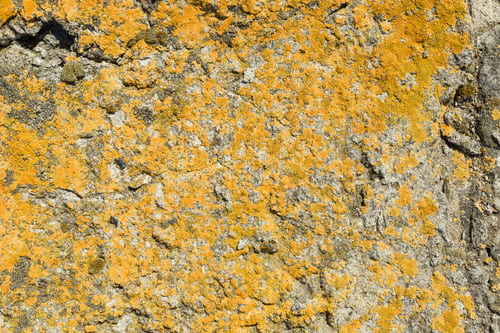 Preview: Texture of concrete, cement, old moss covered background,
