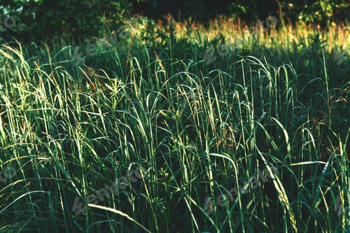 Preview: Green bright grass in the sunlight with dew drops
