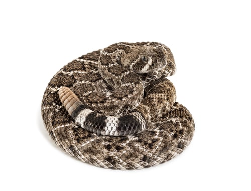 Preview: western diamondback rattlesnake or Texas diamond-back, venomous snake against white background