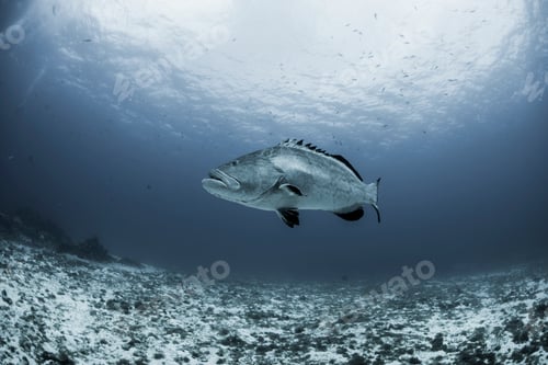 Preview: Black grouper (Mycteroperca bonaci) swimming over reef, Cozumel, Quintana Roo, Mexico