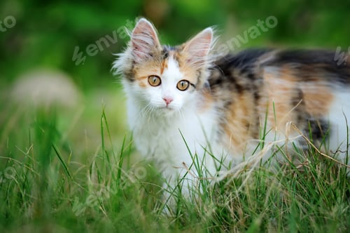 Preview: Young cat
