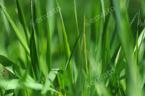 Preview: fresh summer grass