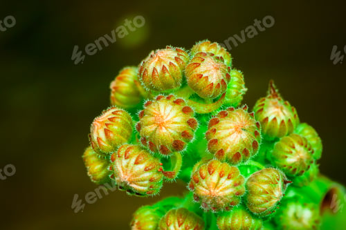 Preview: Sempervivum plant during flowering