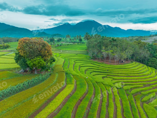 Preview: beautiful morning view indonesia panorama landscape paddy fields