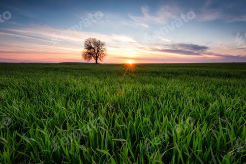 Preview: Alone in the field