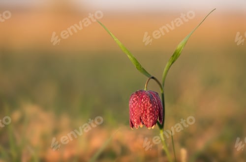 Preview: Snake's head flower in early spring