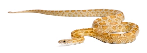 Preview: Pinstriped albino corn snake, Pantherophis guttatus, in front of white background