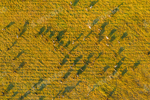 Preview: Aerial View Of Cattle Of Cows Grazing In Meadows Pasture. Summer Green Pasture Landscape. Top View