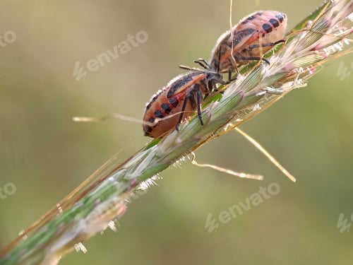 Preview: Little bug