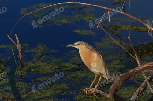 Preview: Squacco Heron (Ardeola ralloides)