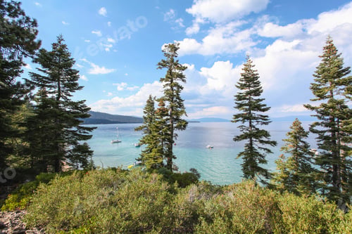 Preview: View through fir trees of Lake Tahoe, California, USA